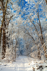 Picturesque snowy trees in a winter atmosphere after snowfall. A path among trees in a snow-covered forest. Winter snow branches of trees, walk path, footprints on the snow and road in perspective.