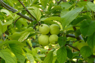 there are lots of apples in sour green apple tree,fruity apple tree,natural orchard,