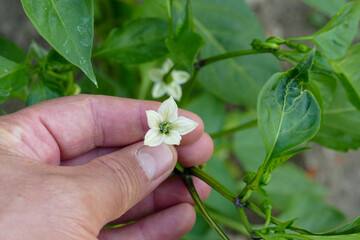 vegetable garden, flower of the pepper plant