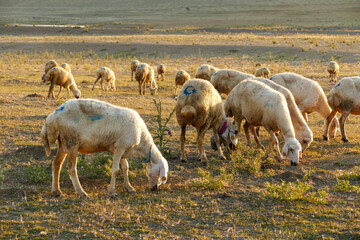 flock of sheep grazing in the field at sunset, sheep and lambs grazing in the open field,