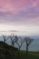 Fototapeta na wymiar Trees without leaves against the background of the sea and pink sky