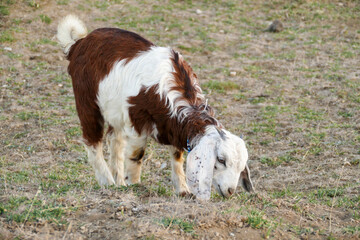 goat calf grazing in the field, yellow kid grazing in the field,