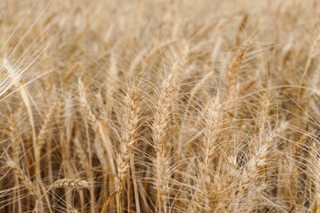 close-up dried wheat plant ready to be harvested,dry wheat ears,wheat ears,