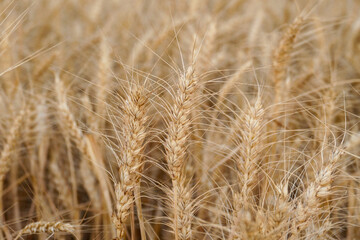 close-up dried wheat plant ready to be harvested,dry wheat ears,wheat ears,