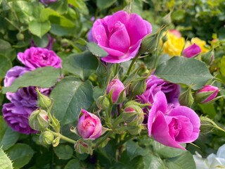 Beautiful rose pink purple flowers bunch.