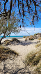 tree on the beach