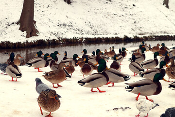 Multi-colored ducks roam along the river bank on a winter day in a city park, close-up
