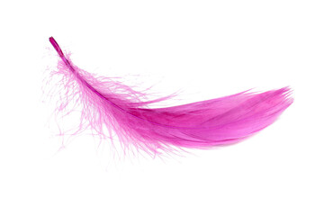 Elegant colorful feather isolated on the white background