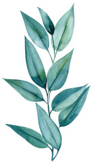 Green flora, branch, leaves of eucalyptus, watercolor painting, hand drawing illustration, silver leaf