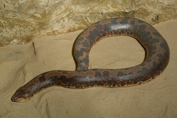 Eryx colubrinus, the Egyptian or Kenyan sand boa is a species of snake in the family Boidae.