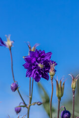 Blue flowers of the two-colored European columbin Blue Barlow. Aquilegia vulgaris plena