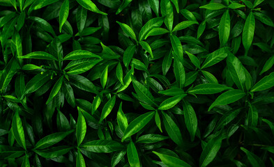 tropical leaves, abstract green leaves texture, Green leaves pattern background.                           