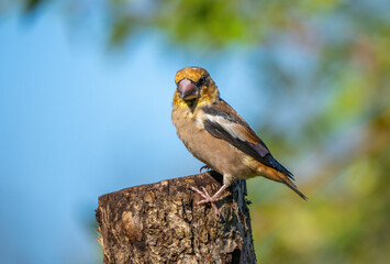 Hawfinch bird sits on the trunk of a sawn tree close-up