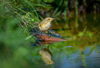 The Common chiffchaff bird stands on a rock sticking out of a pond and looks at its reflection