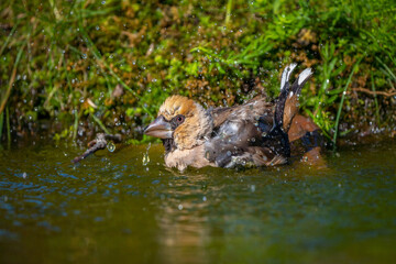 Hawfinch bird bathing standing in a pond close-up