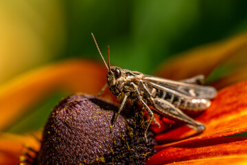 grasshopper resting on rudbeckia flower in garden