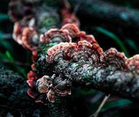 A colorful bracket fungus on a tree branch. 