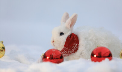 Christmas, Santa Claus white rabbit in the snow