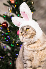 Funny fat cat with rabbit ears on the background of a decorated Christmas tree.The cat with the ears of a hare looks away. Vertical Christmas card. Christmas 2023 is the year of the Rabbit