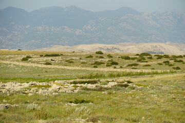 A green valley with green grass and fragrant herbs on the island of Pag