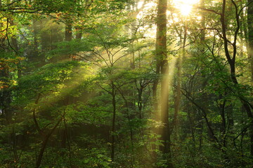 森に射す光芒