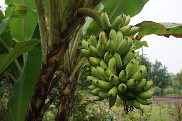 banana on the tree in the garden after the rain