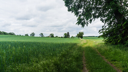 Feldweg mit grünen Feldern bei Benzin in Mecklenburg