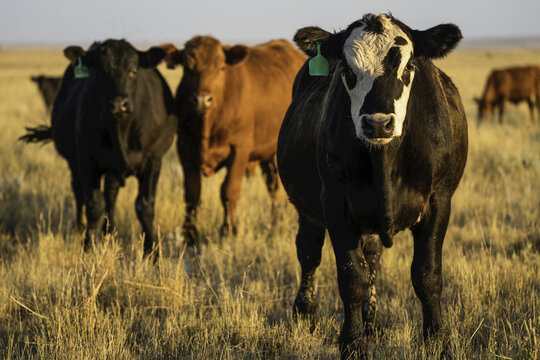 Cows in a field on the Canadian prairies; Val Marie, Saskatchewan, Canada