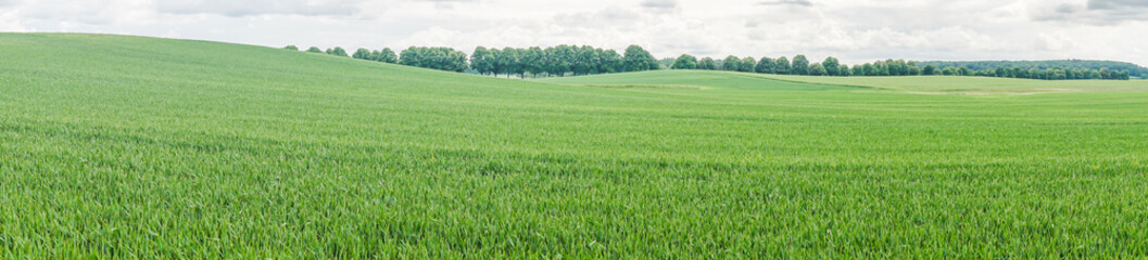 grüne Felder bei Benzin in Mecklenburg mit Wäldern im Hintergrund