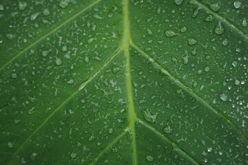 raindrops on taro leaves in the garden