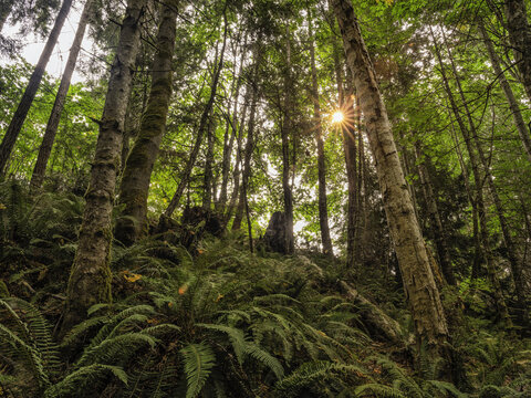 Sunburst through moss-covered trees and ferns in a rainforest near Qualicum Beach; British Columbia, Canada