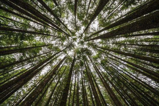 View up to the treetops in a forest near Port Renfrew; British Columbia, Canada