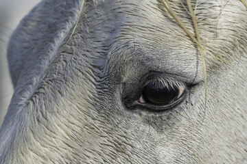 Close-up of the eye of a Camargue horse; Camargue, France