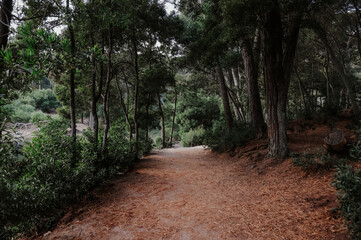 Obraz premium A dirt path for daytime walks in the middle of a green forest