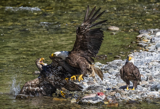 Bald eagles (Haliaeetus leucocephalus) fishing and eating fish on the gravel bar of Taku River; Atlin, British Columbia, Canada