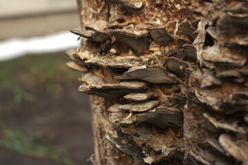 mushrooms on the bark of a dry rotten tree
