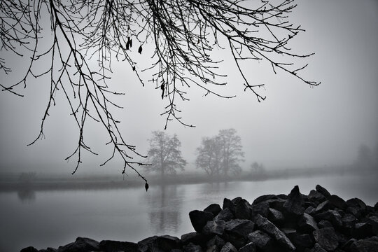 B&auml;ume im Nebel