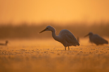 Great Egret Fishing in Sunrise 