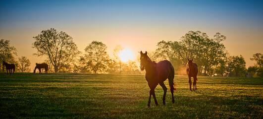 Thoroughbred horses walking in a field at sunrise. - Powered by Adobe