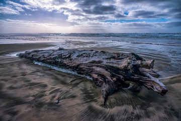 Driftwood laying on the sand at low tide along the Oregon Coastline; Oregon, United States of America