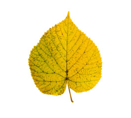 autumn yellow linden leaf isolated on white background