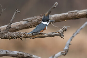 Belted Kingfisher looking for supper