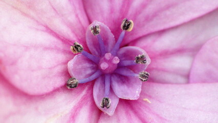 Close up of the stamen and pistil of a pink flower in a backyard in Panama City, Florida, USA - obrazy, fototapety, plakaty