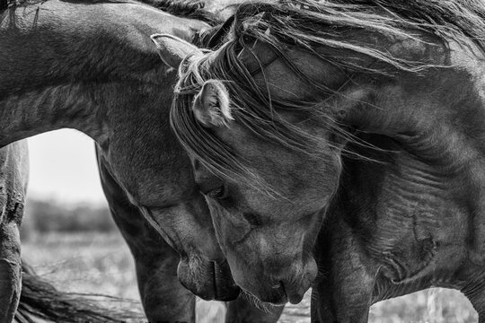 Black and white image of horses touching their heads together showing tenderness; Saskatchewan, Canada