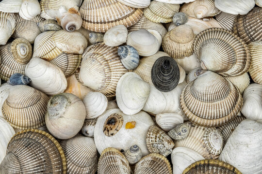 Pile of seashells on a beach, Prince Williiam Sound; Alaska, United States of America