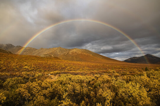 Vibrant fall colours ignite the landscape of the Dempster Highway and a rainbow is seen in the storm clouds; Dawson City, Yukon, Canada