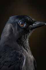 Fototapeta premium Close-up picture of bird