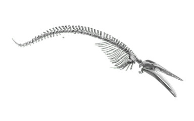 whale skeleton on transparent background 