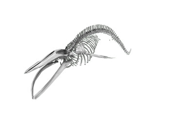 whale skeleton on transparent background 