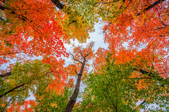 Looking up in the tree canopy during an Ontario autumn is beautiful; Dwight, Ontario, Canada